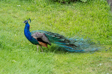 Obraz premium Indian Peafowl or Common Peafowl (Pavo cristatus)