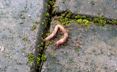 A worm being eaten taken by ants life nature