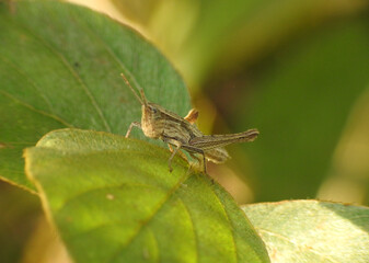 Brown grasshopper on green leaf