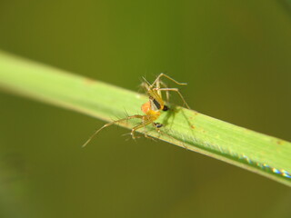 Lynx spider on a leaf