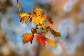 Maple leaves, changing colors,  float gently in the wind at the end of their branch in mid_October within Pike Lake Unit, Kettle Moraine State Forest, Hartford, Wisconsin