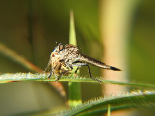 Robberfly got an insect for prey