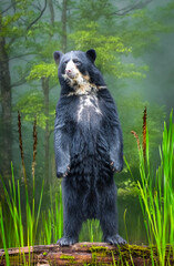South american Spectacled bear (Tremarctos ornatus) sitting on wooden dais in selective focus. 