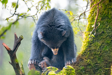 South american Spectacled bear (Tremarctos ornatus) sitting on wooden dais in selective focus. 