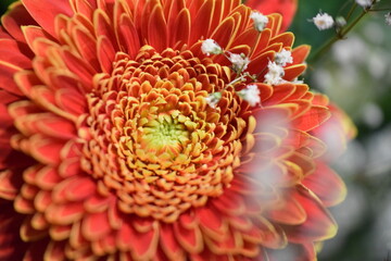 Macro image of an orange dahlia flower
