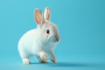 Obraz premium Cute Easter bunny hops and sniffs on blue screen