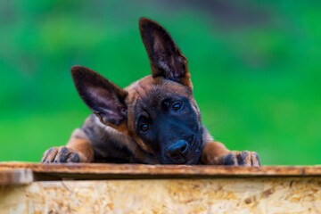 Belgian shepherd malinois puppy on the  wooden table. Selective focus.