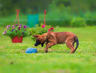 Malinois puppy running on the grass in the park to the blue toy. Selective focus.