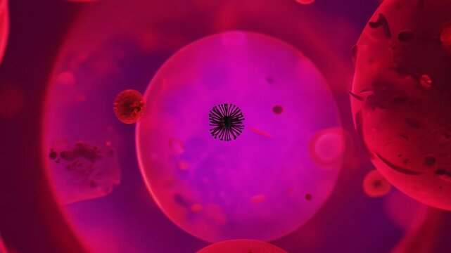 Malaria virus penetrating and infecting red blood cells