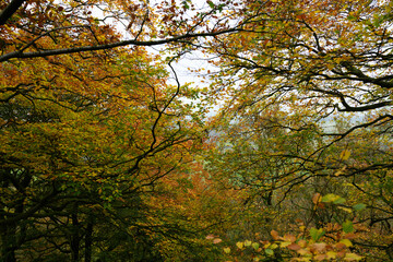 A forest with trees in various stages of autumn