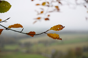 A leaf is hanging from a tree branch