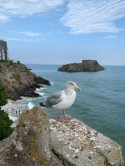 seagull on the rocks near sea