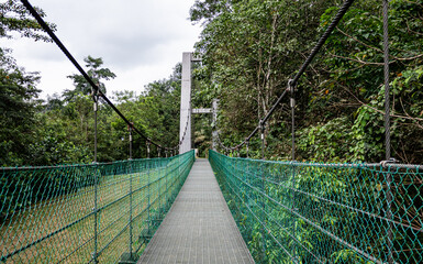 Bridge tree top walk through the jungle malaysia green