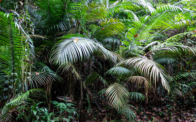 Tropical plants flowers southeast asia jungle lush green rich