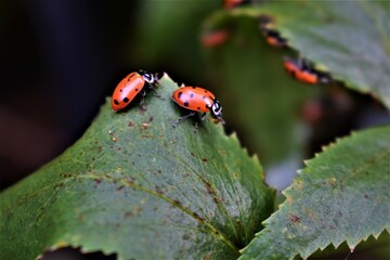 ladybird on a leaf