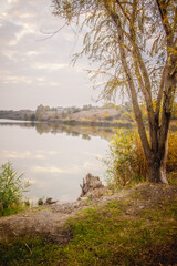 The shore of a calm lake, where Willow and green reeds grow, with the reflection of a bright dawn sky with clouds in the lake