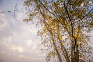 Willow tree branches against bright sky with clouds at dawn
