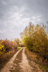 Fototapeta premium A path through trees and bushes with green, yellow and orange foliage, against the backdrop of a bright dawn sky