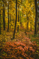a meadow strewn with bright leaves in an autumn forest, with yellow, orange and green leaves. Autumn atmosphere