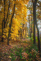 a meadow strewn with bright leaves in an autumn forest, with yellow, orange and green leaves. Autumn atmosphere