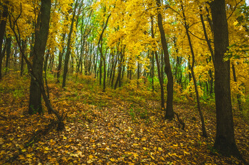 Obraz premium a meadow strewn with bright leaves in an autumn forest, with yellow, orange and green leaves. Autumn atmosphere