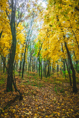 Obraz premium a meadow strewn with bright leaves in an autumn forest, with yellow, orange and green leaves. Autumn atmosphere