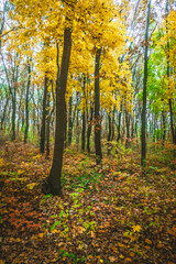 a meadow strewn with bright leaves in an autumn forest, with yellow, orange and green leaves. Autumn atmosphere