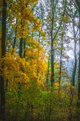 a meadow strewn with bright leaves in an autumn forest, with yellow, orange and green leaves. Autumn atmosphere