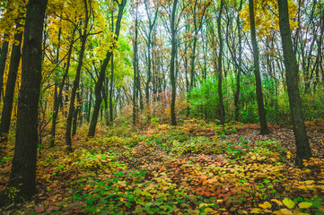 Obraz premium a meadow strewn with bright leaves in an autumn forest, with yellow, orange and green leaves. Autumn atmosphere