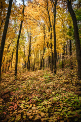 Obraz premium a meadow strewn with bright leaves in an autumn forest, with yellow, orange and green leaves. Autumn atmosphere