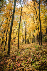 Obraz premium a meadow strewn with bright leaves in an autumn forest, with yellow, orange and green leaves. Autumn atmosphere