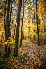 a meadow strewn with bright leaves in an autumn forest, with yellow, orange and green leaves. Autumn atmosphere