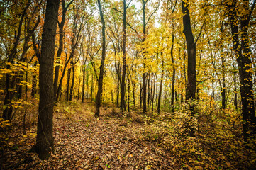a meadow strewn with bright leaves in an autumn forest, with yellow, orange and green leaves. Autumn atmosphere
