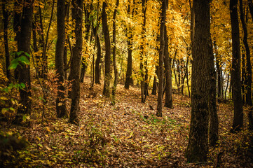 a meadow strewn with bright leaves in an autumn forest, with yellow, orange and green leaves. Autumn atmosphere