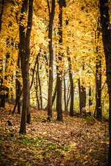 Obraz premium a meadow strewn with bright leaves in an autumn forest, with yellow, orange and green leaves. Autumn atmosphere