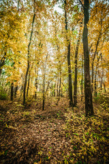 a meadow strewn with bright leaves in an autumn forest, with yellow, orange and green leaves. Autumn atmosphere
