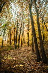 a meadow strewn with bright leaves in an autumn forest, with yellow, orange and green leaves. Autumn atmosphere