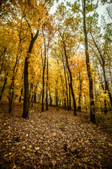 a meadow strewn with bright leaves in an autumn forest, with yellow, orange and green leaves. Autumn atmosphere