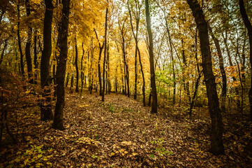 a meadow strewn with bright leaves in an autumn forest, with yellow, orange and green leaves. Autumn atmosphere