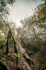 Chaotic branches growing from a fallen tree in an autumn forest. Gloomy atmosphere