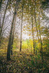 a clearing in a forest strewn with dry leaves, with trees growing on it, against a background of green bushes and a white cloudy sky
