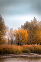Fototapeta premium Hills of orange grass with clumps of grass and a large tree with orange foliage against a stormy blue sky