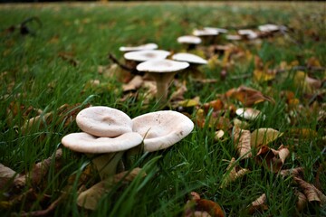 mushrooms in the grass