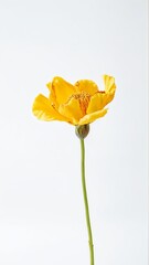 Fototapeta premium Vibrant yellow poppy flower on minimalist white background