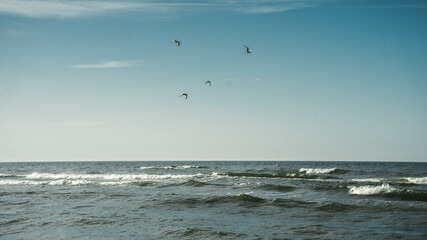 Seagulls flying over the ocean under a clear blue sky