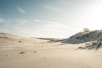 There is a beautiful sand dune that has a tree standing on top of it