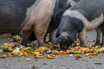 The domestic pig enjoys pumpkins.
