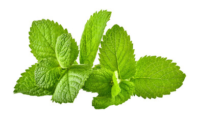 Green brandy mint leaves. Fresh aromatic herbs ingredient for mojito and refreshing cocktails or tea drink. Organic natural plant leaf. Isolated.