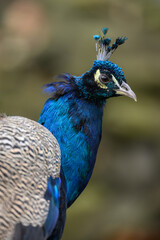 Naklejka premium Detail of the head of a male peacock. 