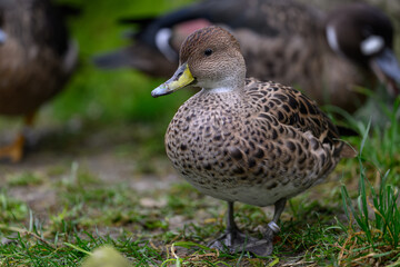 Brown duck outdoors on the grass.
